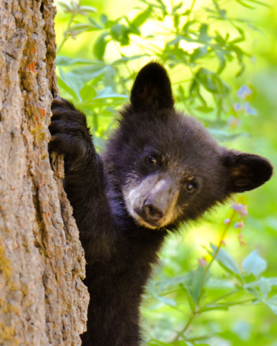 Support Wildlife Conservation by becoming a friend of sequoia parks conservancy