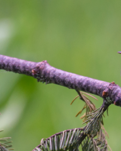 bird sitting on tree branch