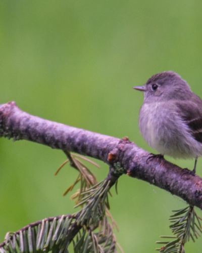 bird sitting on tree branch