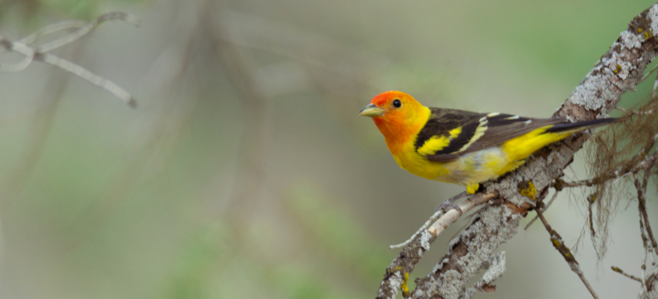 male western tanager